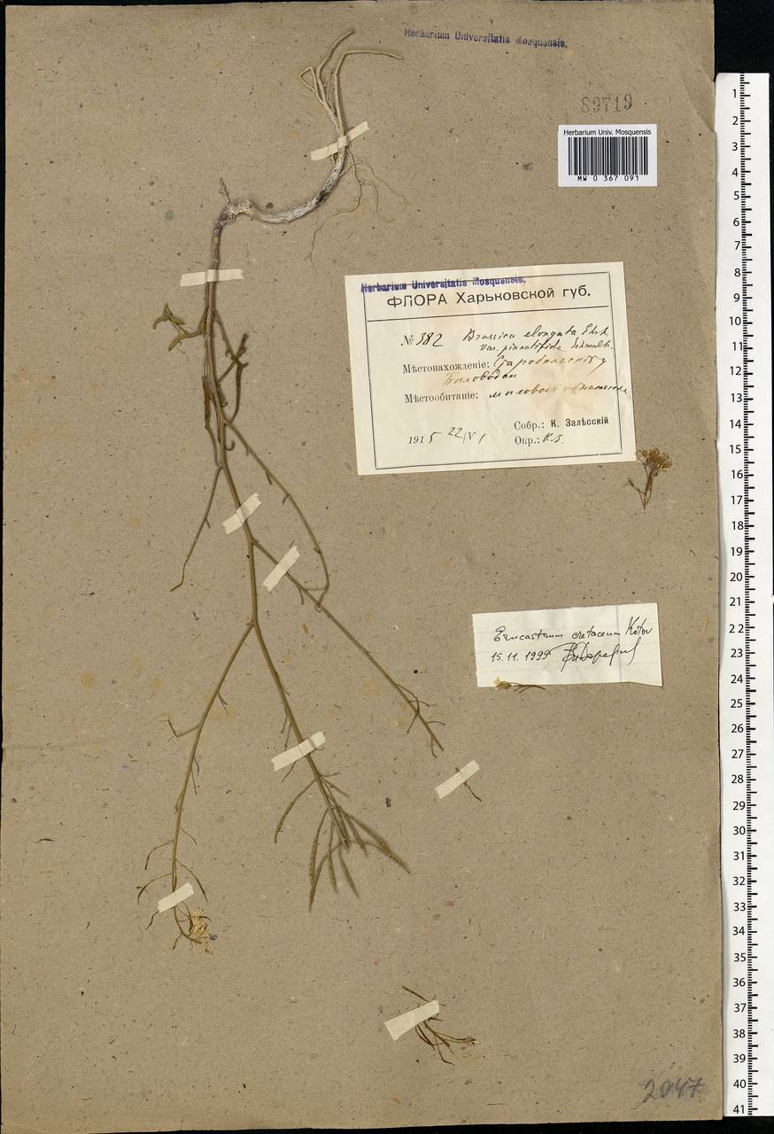 Guenthera cretacea (Kotov) D. A. German, Восточная Европа, Северо-Украинский район (E11) (Украина)