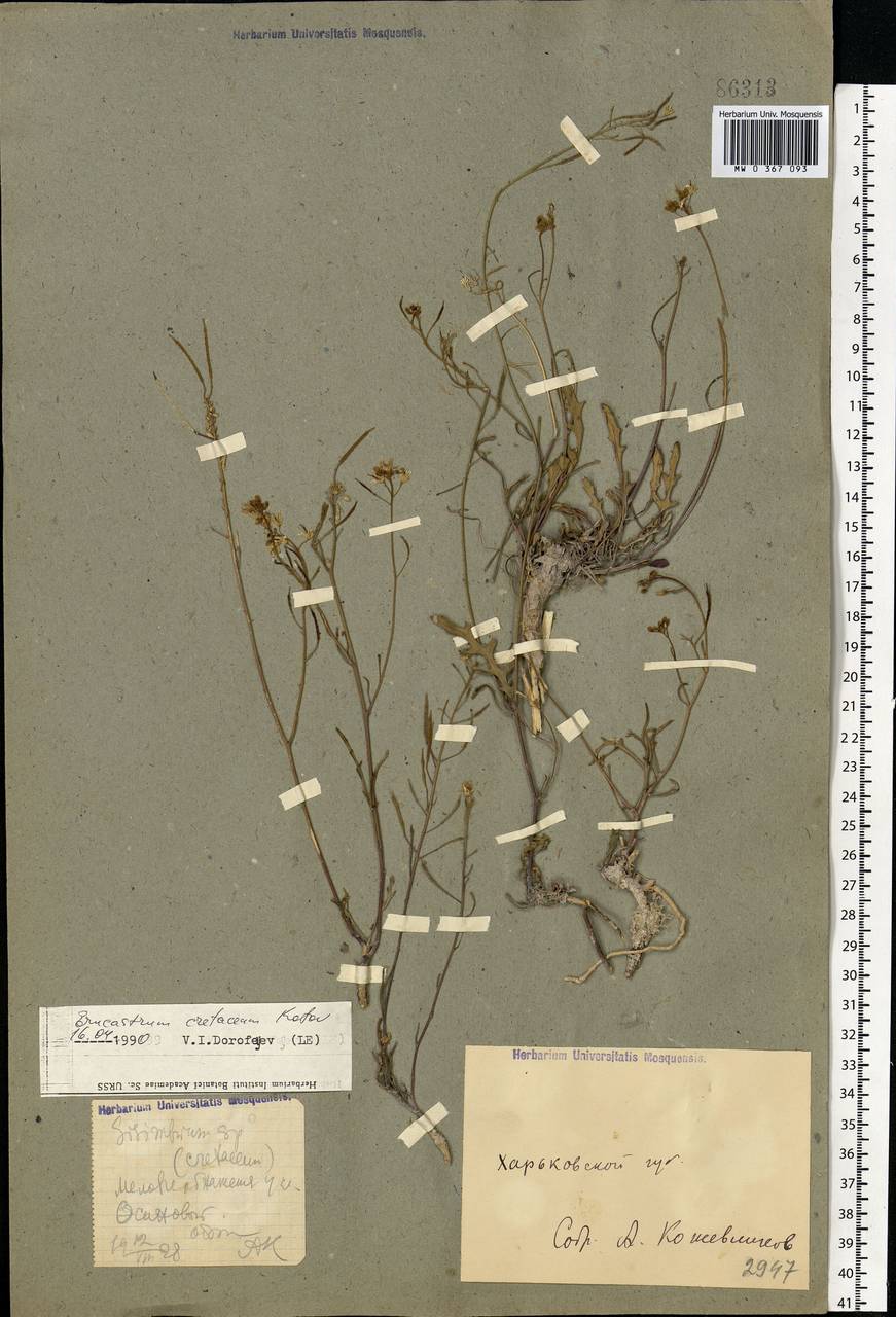 Guenthera cretacea (Kotov) D. A. German, Восточная Европа, Северо-Украинский район (E11) (Украина)