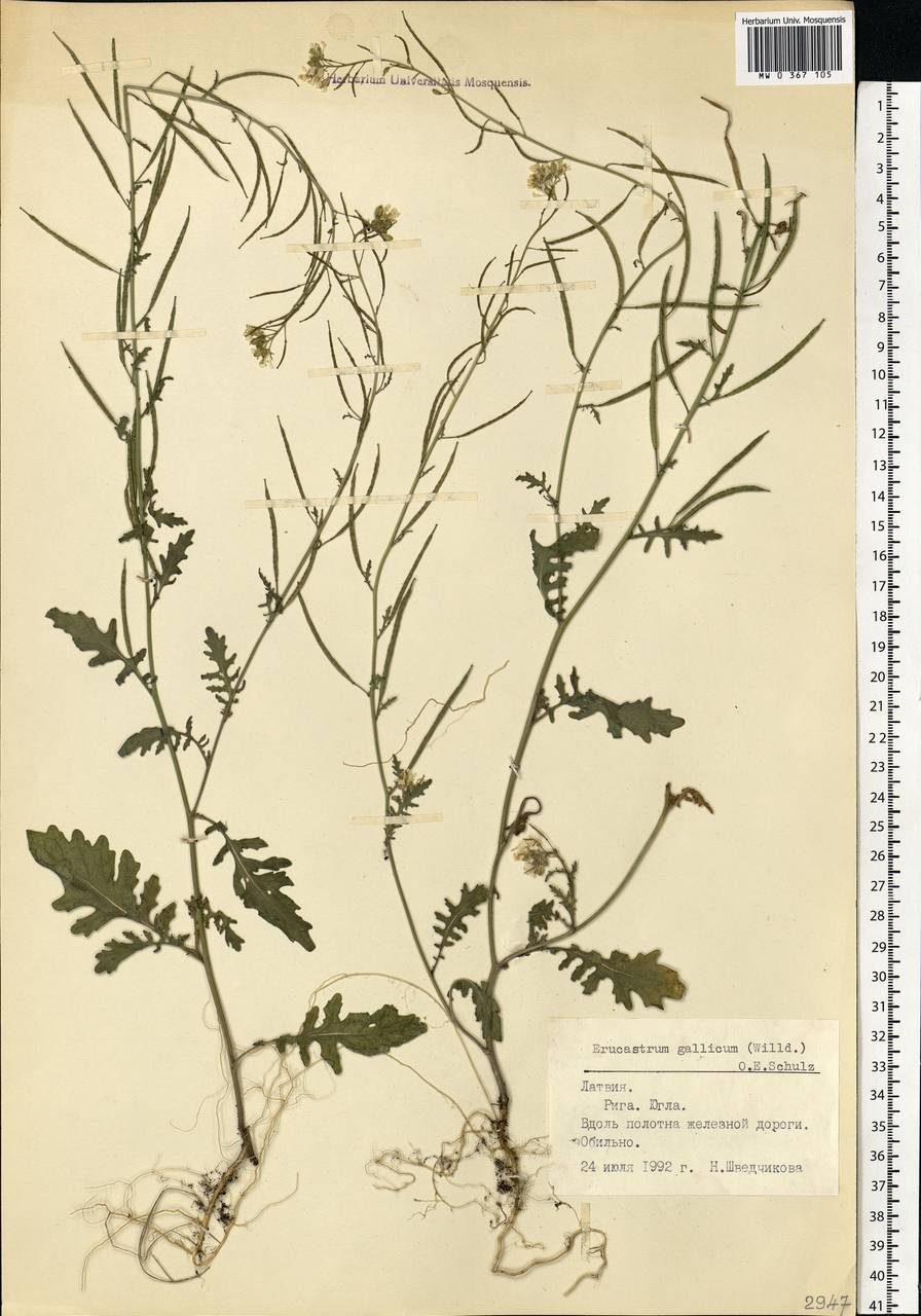 Рогачка гальская (Willd.) O. E. Schulz, Восточная Европа, Латвия (E2b) (Латвия)