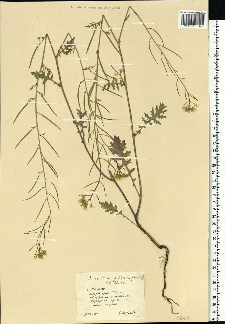 Рогачка гальская (Willd.) O.E. Schulz, Восточная Европа, Центральный лесной район (E5) (Россия)