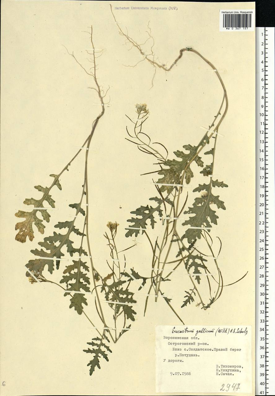 Рогачка гальская (Willd.) O.E. Schulz, Восточная Европа, Центральный лесостепной район (E6) (Россия)