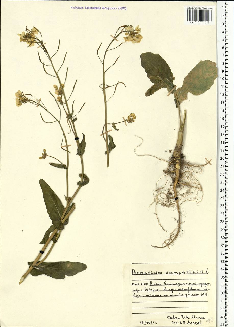 Brassica rapa subsp. sylvestris (L.) Janch., Восточная Европа, Северный район (E1) (Россия)