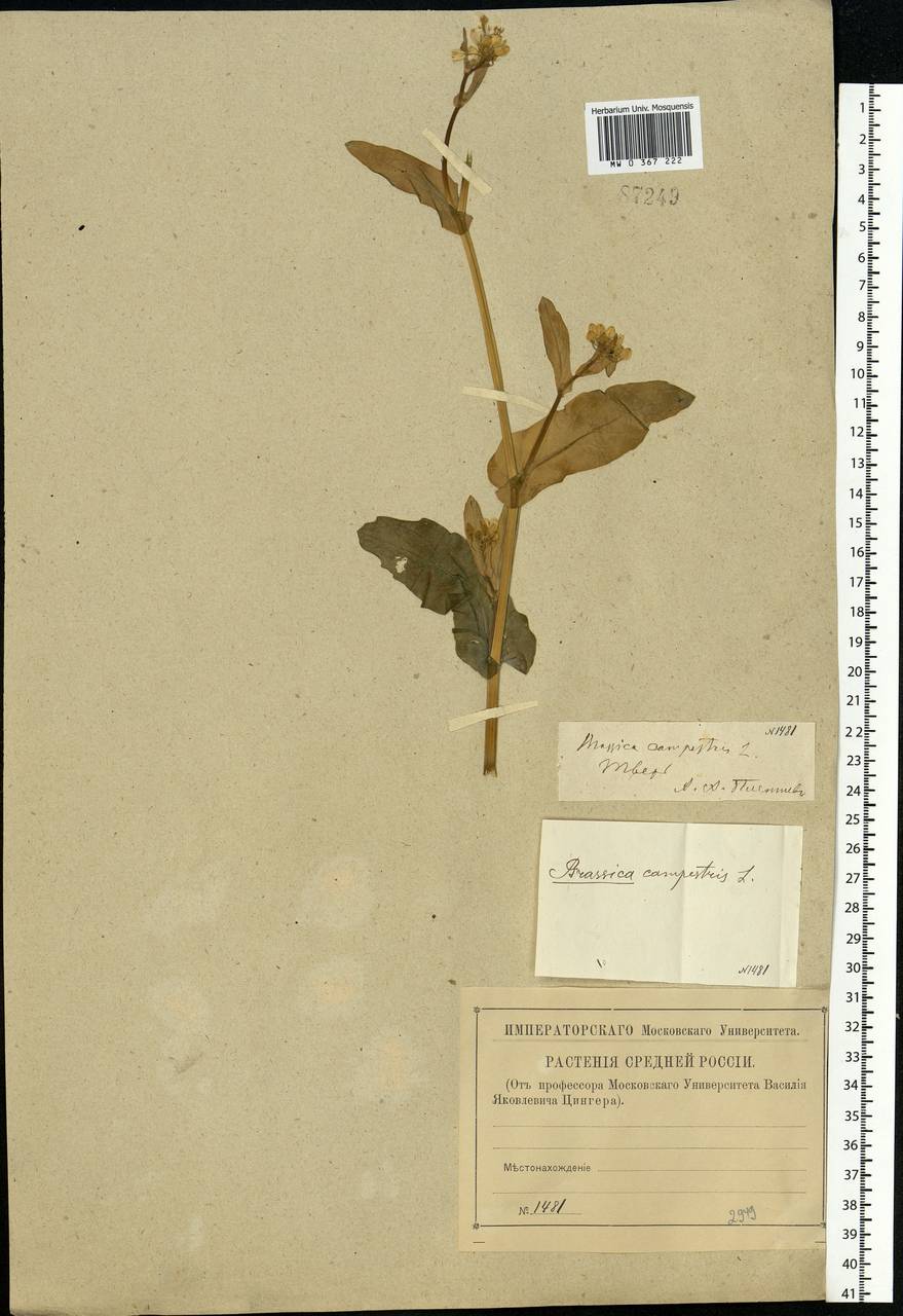 Brassica rapa subsp. sylvestris (L.) Janch., Восточная Европа, Северо-Западный район (E2) (Россия)