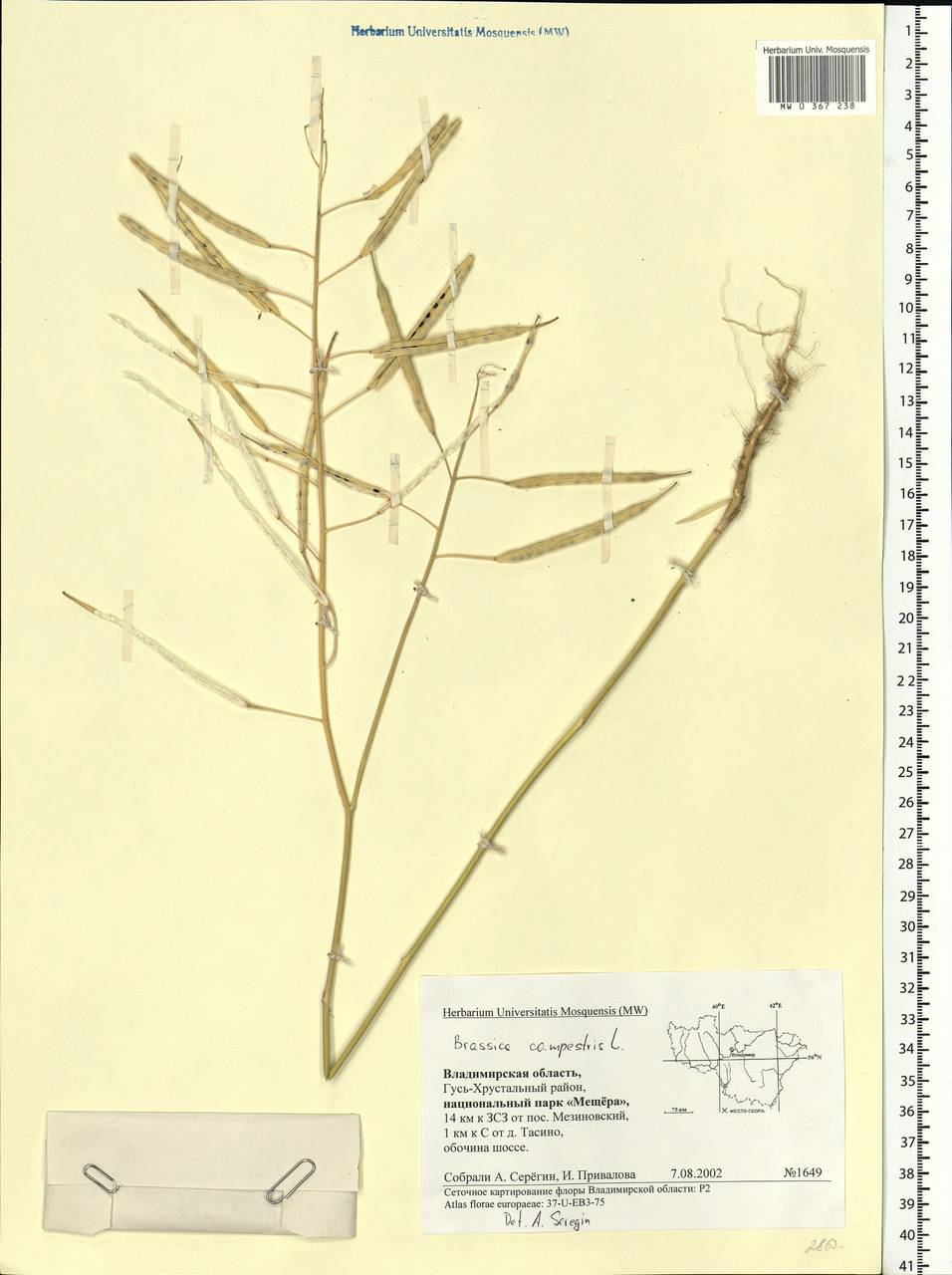 Brassica rapa subsp. sylvestris (L.) Janch., Восточная Европа, Центральный район (E4) (Россия)