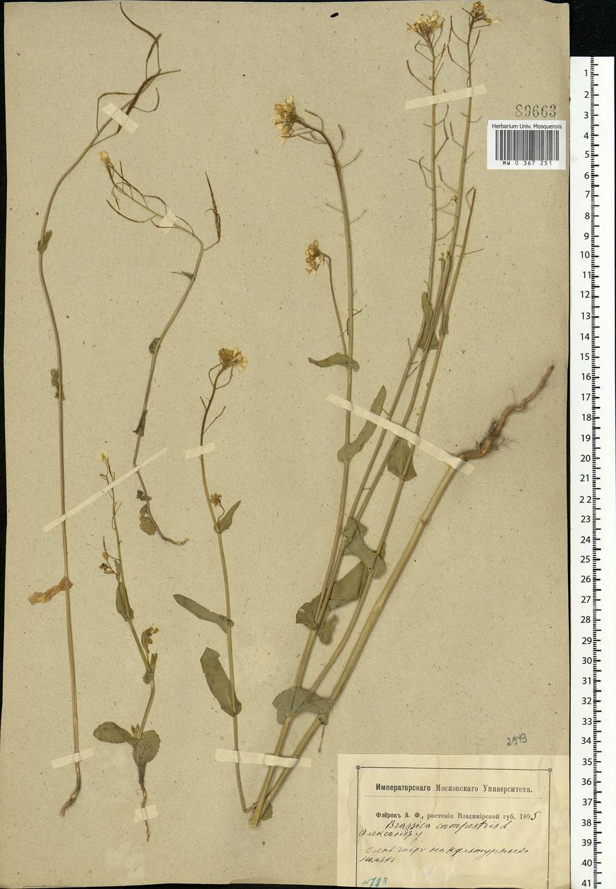 Brassica rapa subsp. sylvestris (L.) Janch., Восточная Европа, Центральный район (E4) (Россия)