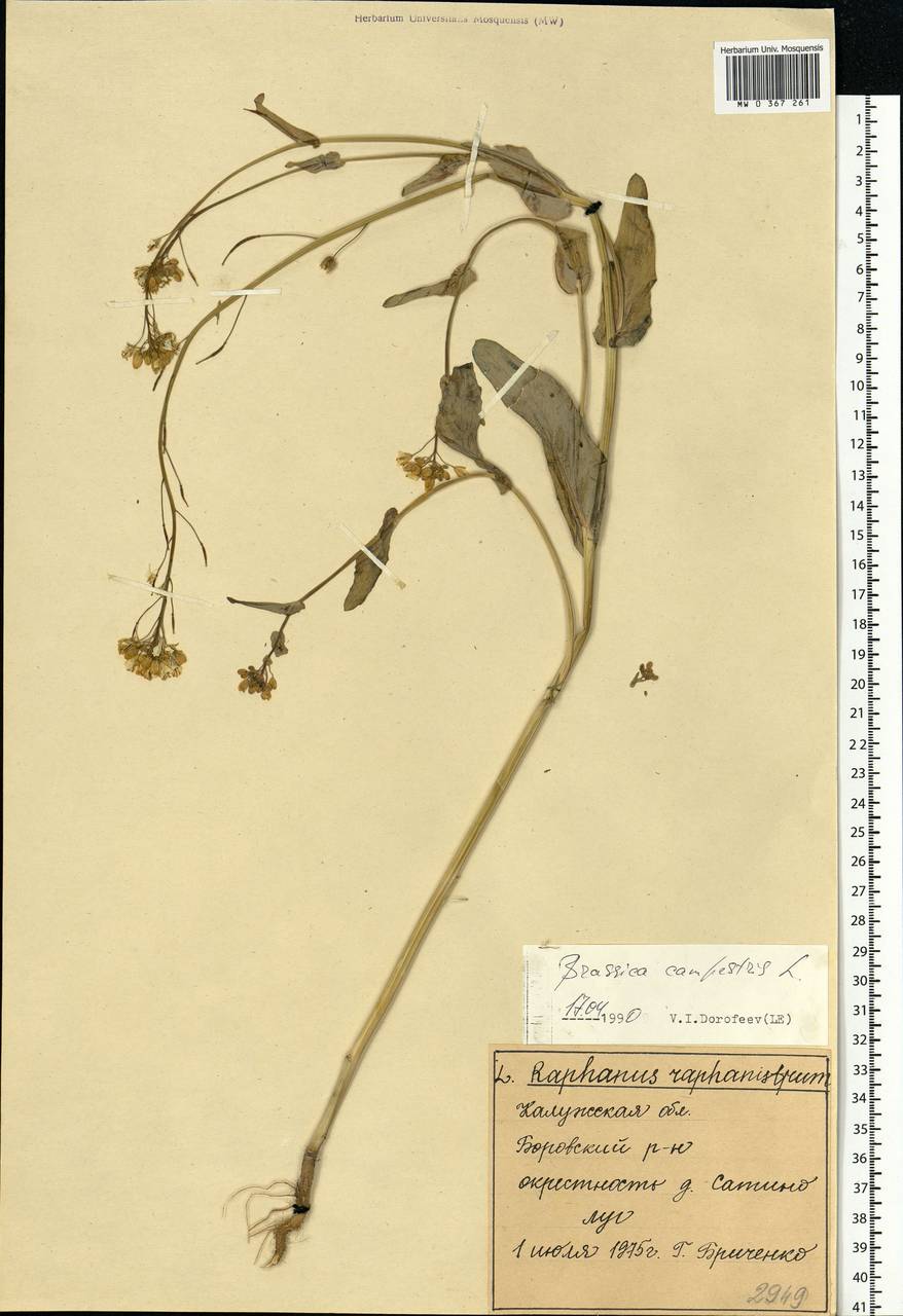 Brassica rapa subsp. sylvestris (L.) Janch., Восточная Европа, Центральный район (E4) (Россия)