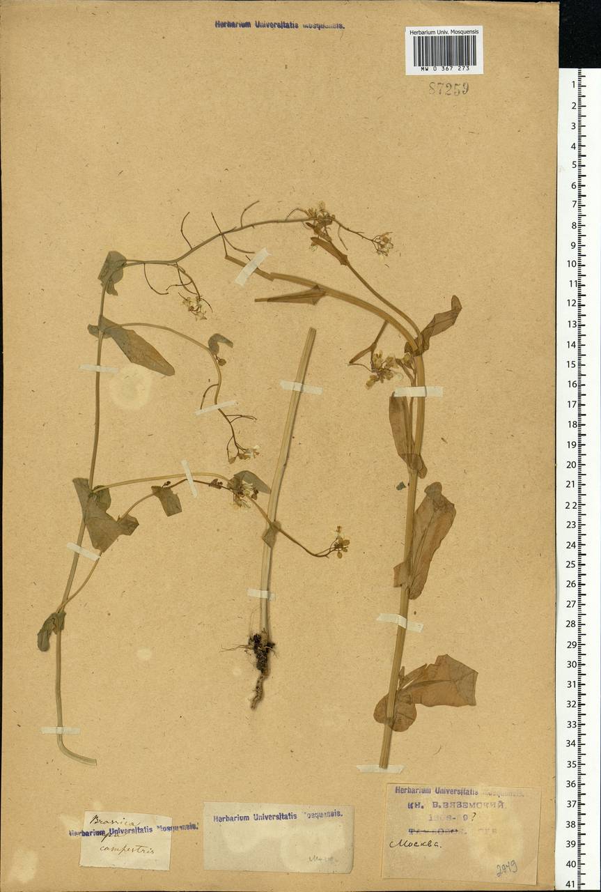 Brassica rapa subsp. sylvestris (L.) Janch., Восточная Европа, Московская область и Москва (E4a) (Россия)