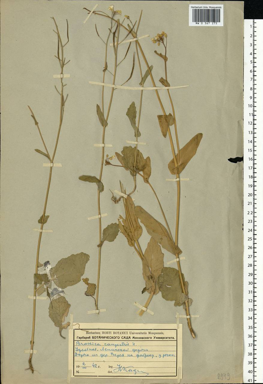 Brassica rapa subsp. sylvestris (L.) Janch., Восточная Европа, Московская область и Москва (E4a) (Россия)