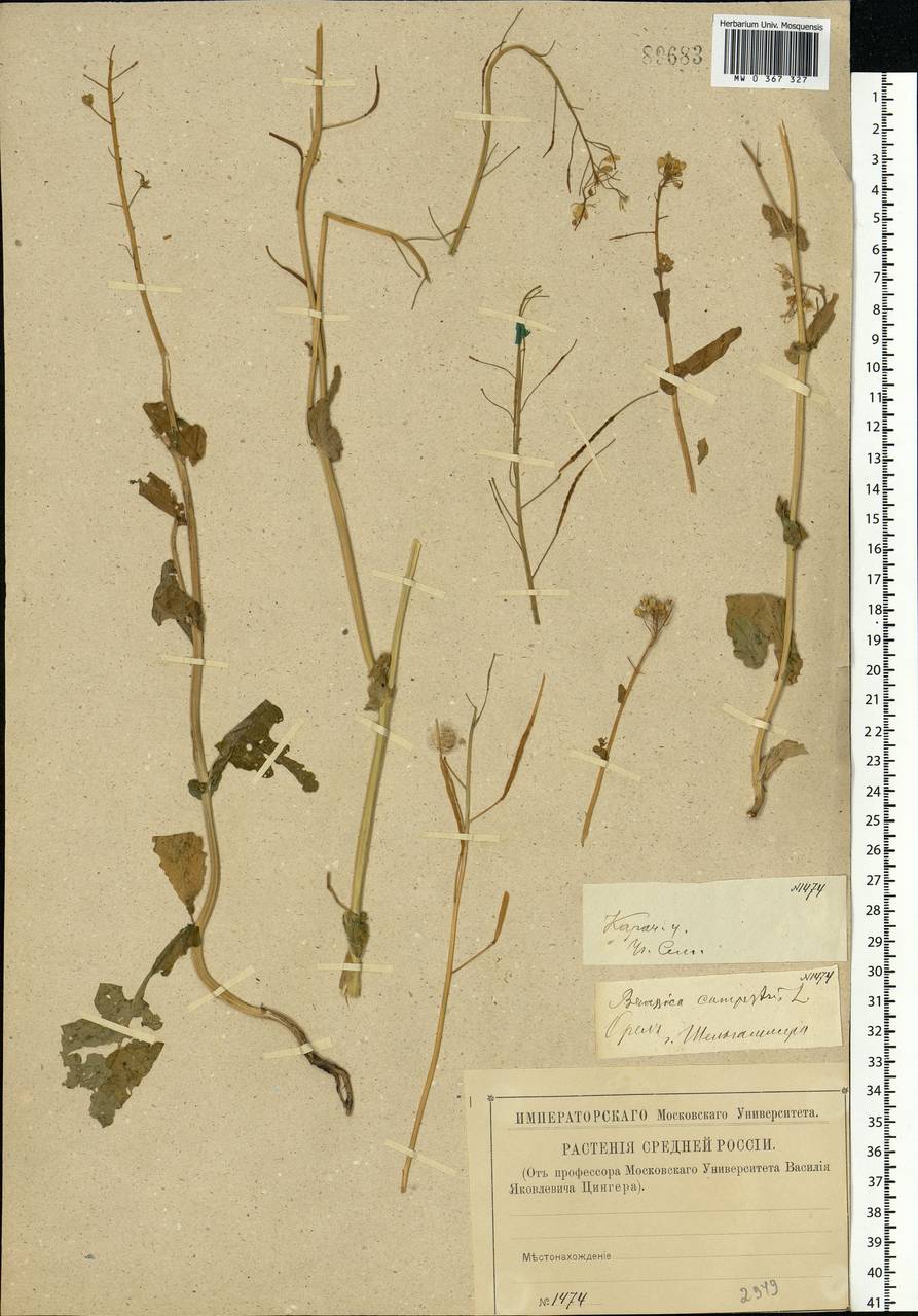 Brassica rapa subsp. sylvestris (L.) Janch., Восточная Европа, Западный район (E3) (Россия)