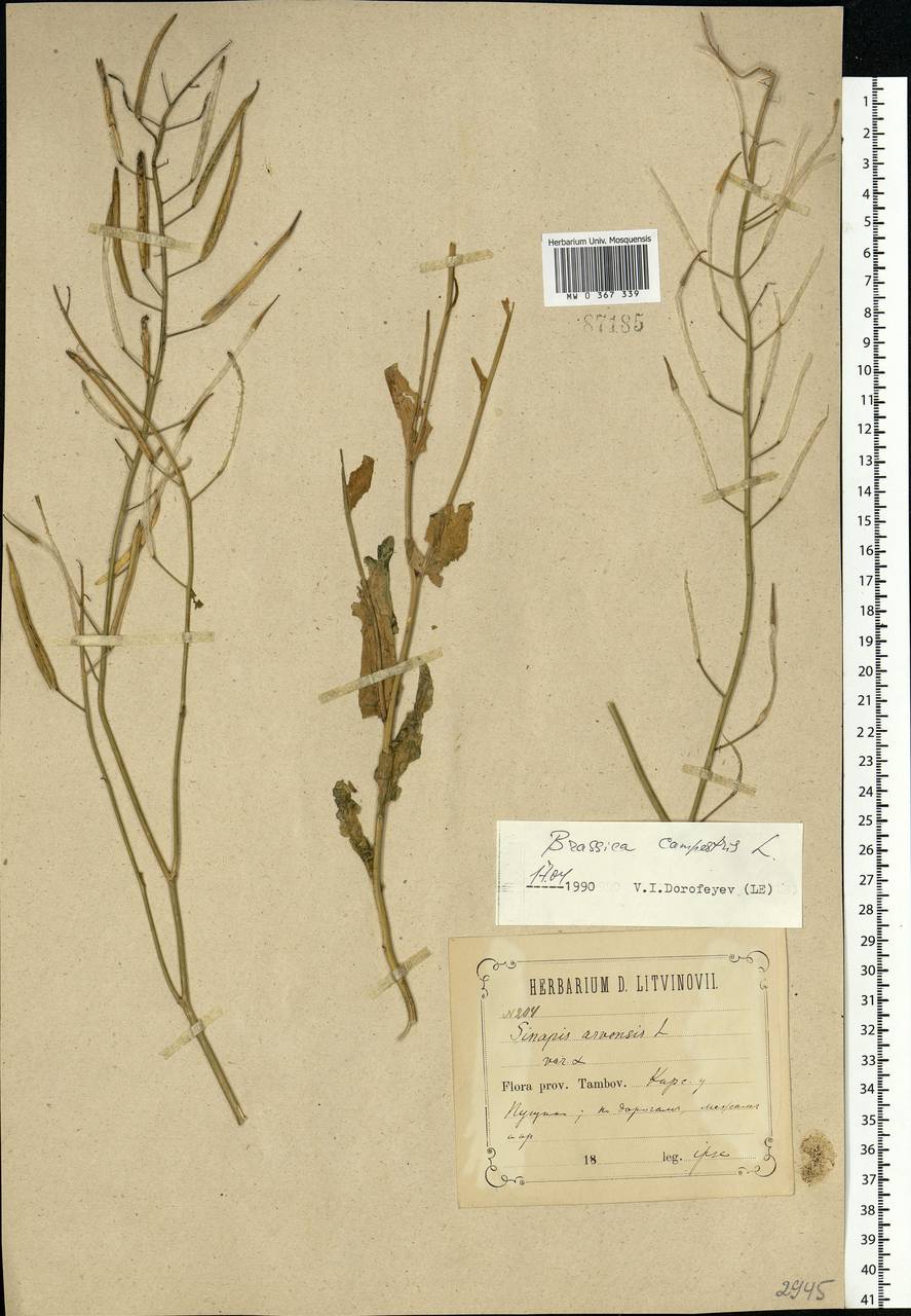 Brassica rapa subsp. sylvestris (L.) Janch., Восточная Европа, Центральный лесостепной район (E6) (Россия)