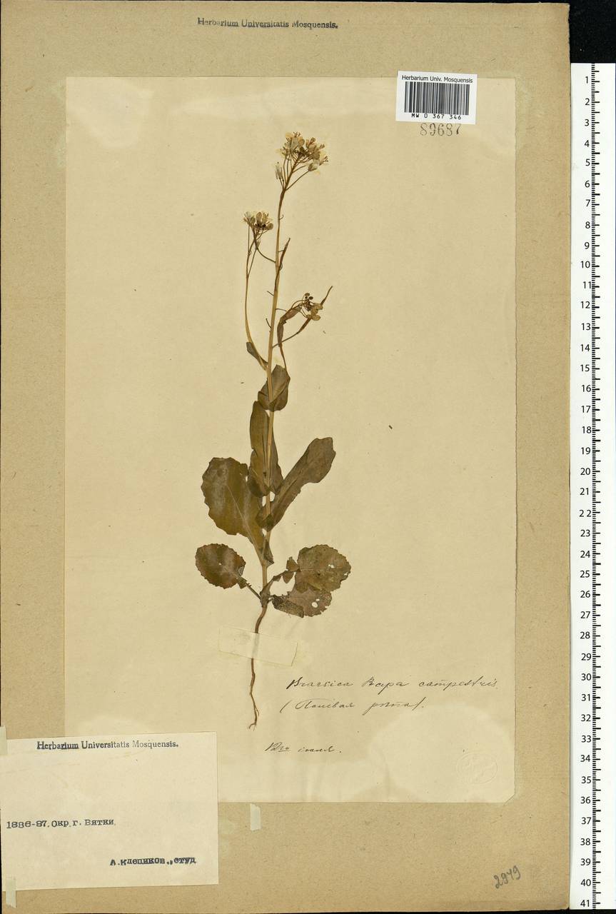 Brassica rapa subsp. sylvestris (L.) Janch., Восточная Европа, Волжско-Камский район (E7) (Россия)