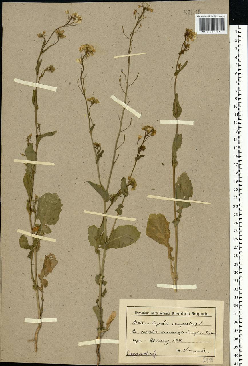 Brassica rapa subsp. sylvestris (L.) Janch., Восточная Европа, Нижневолжский район (E9) (Россия)