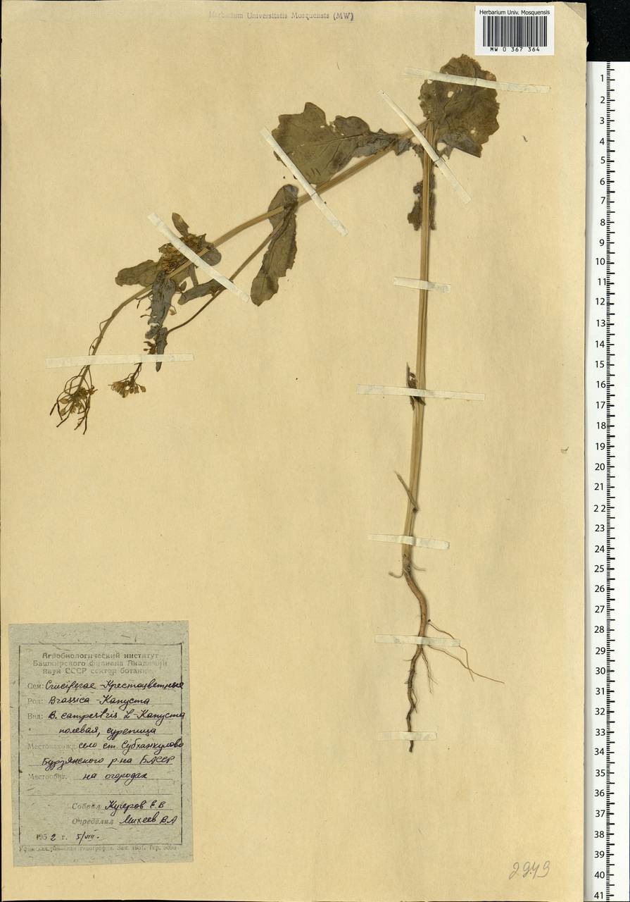 Brassica rapa subsp. sylvestris (L.) Janch., Восточная Европа, Восточный район (E10) (Россия)