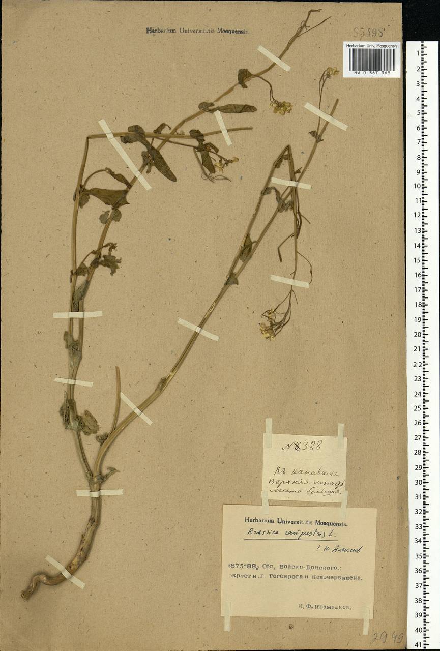 Brassica rapa subsp. sylvestris (L.) Janch., Восточная Европа, Северо-Украинский район (E11) (Украина)