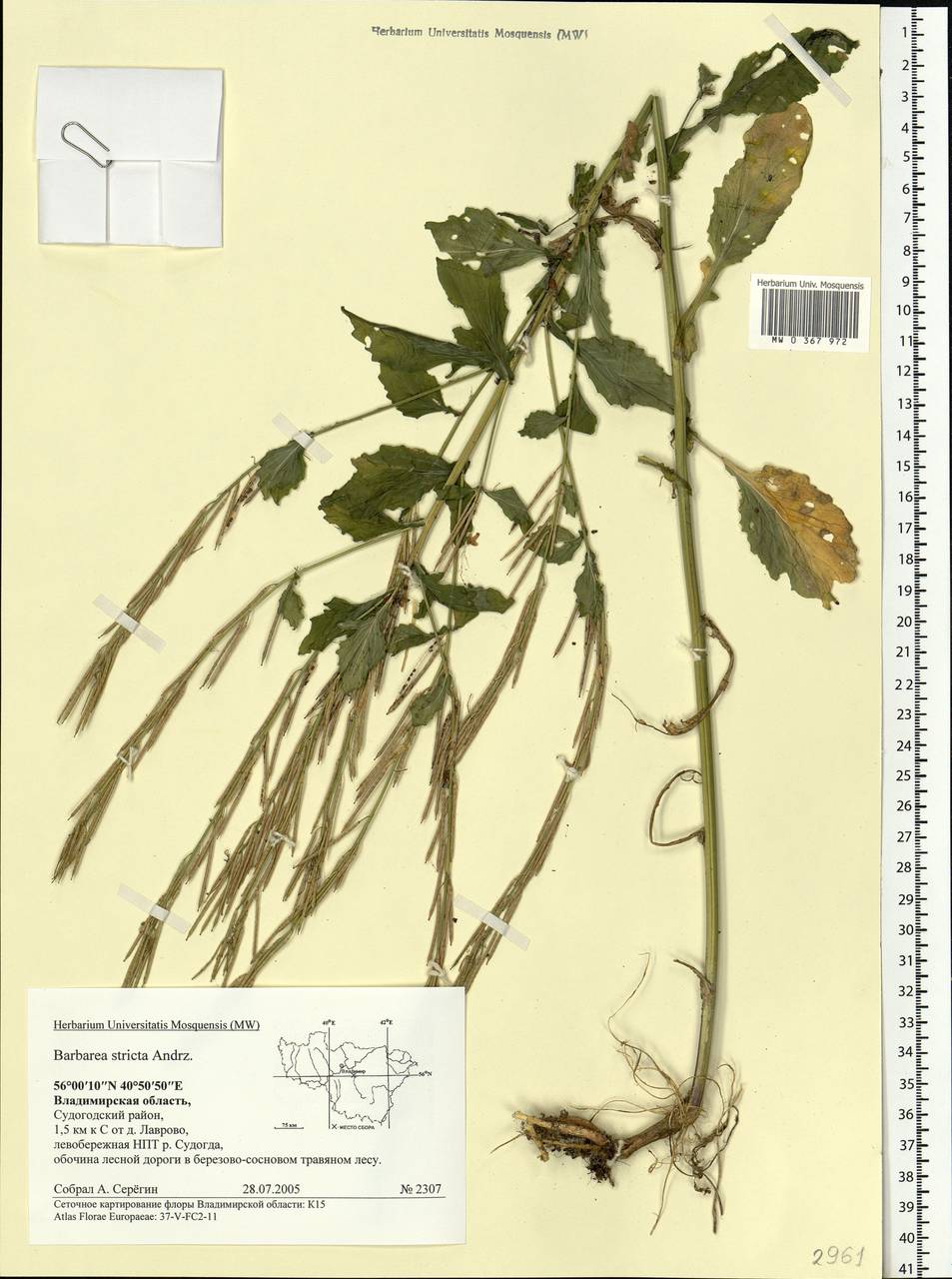 Сурепка прямая, Сурепка сжатая Andrz., Восточная Европа, Центральный район (E4) (Россия)