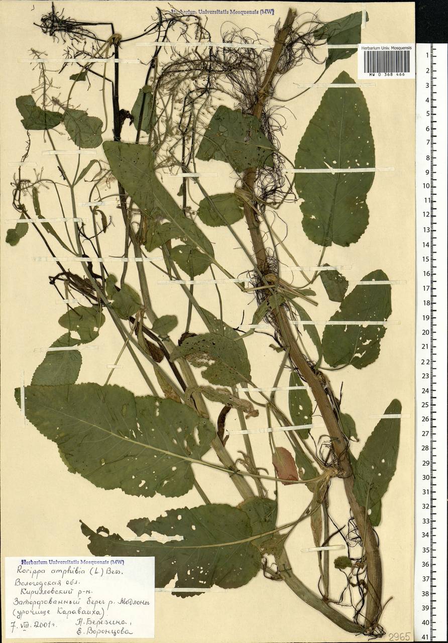 Жерушник земноводный (L.) Besser, Восточная Европа, Северный район (E1) (Россия)