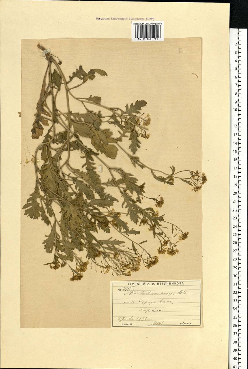 Rorippa × anceps (Wahlenb.) Rchb., Восточная Европа, Московская область и Москва (E4a) (Россия)