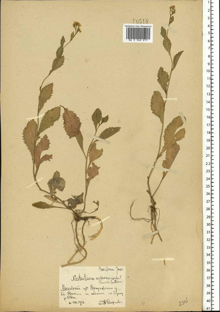 Rorippa × armoracioides (Tausch) Fuss, Восточная Европа, Московская область и Москва (E4a) (Россия)