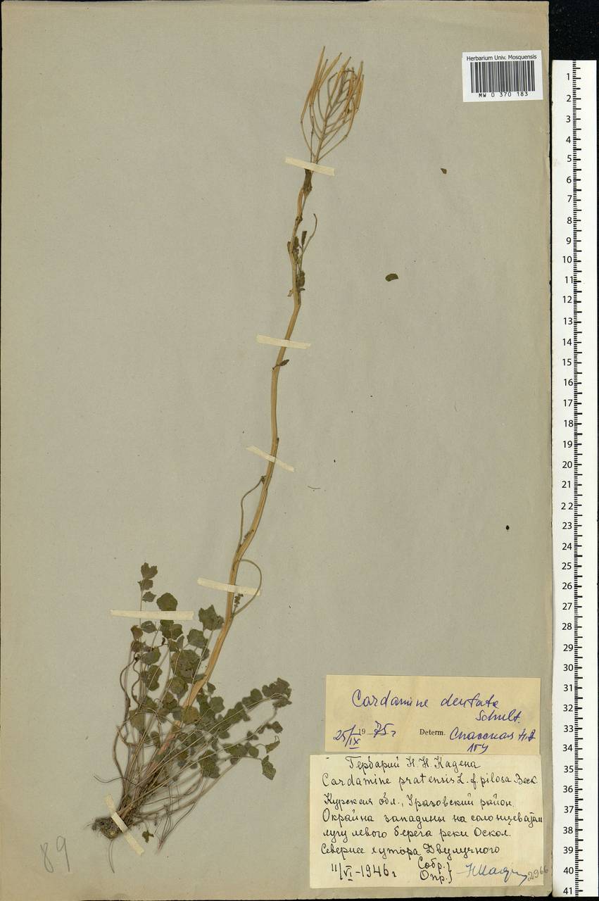 Cardamine pratensis subsp. dentata (Schult.) Čelak., Восточная Европа, Центральный лесостепной район (E6) (Россия)
