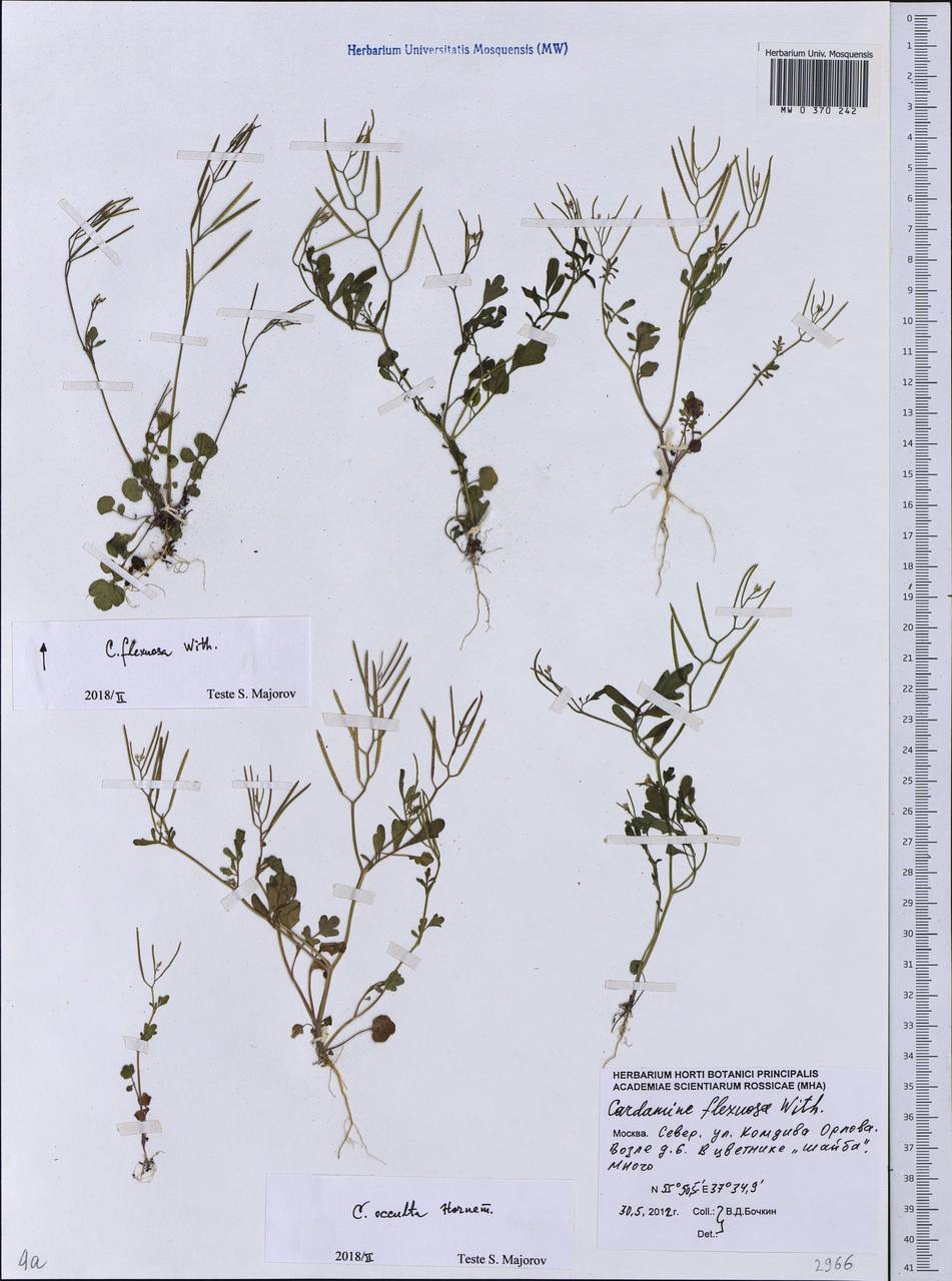 Cardamine occulta Hornem., Восточная Европа, Московская область и Москва (E4a) (Россия)