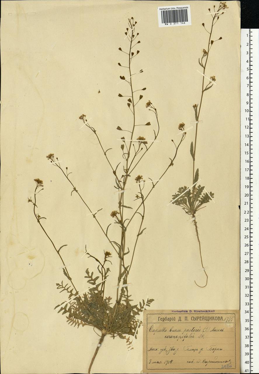 Capsella Bursa-pastoris гербарий