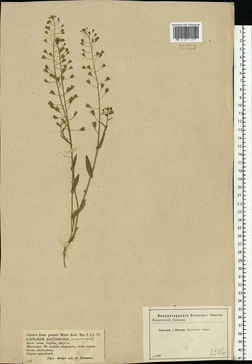 Capsella Bursa-pastoris гербарий