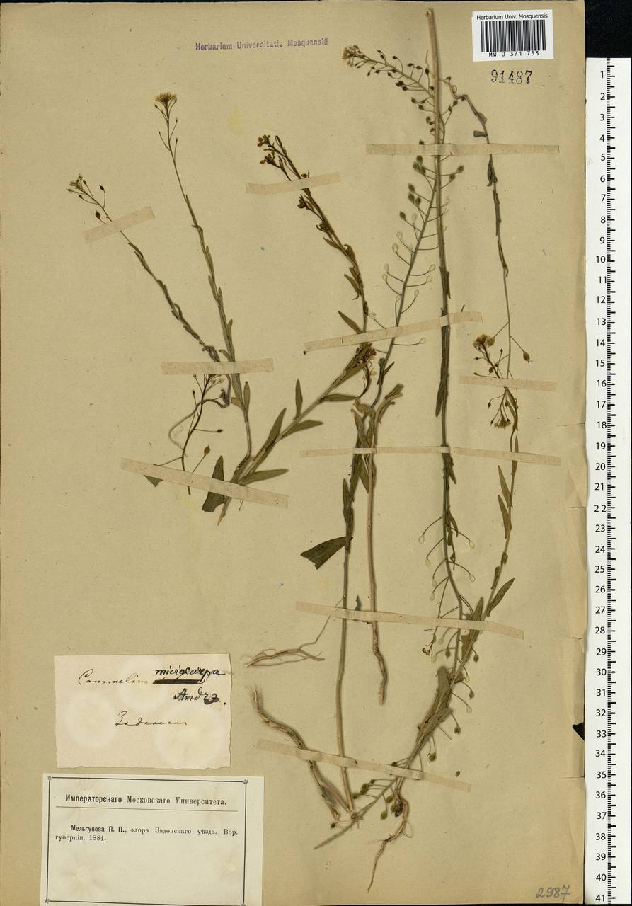 Camelina microcarpa subsp. pilosa (DC.) Jáv., Восточная Европа, Центральный лесостепной район (E6) (Россия)