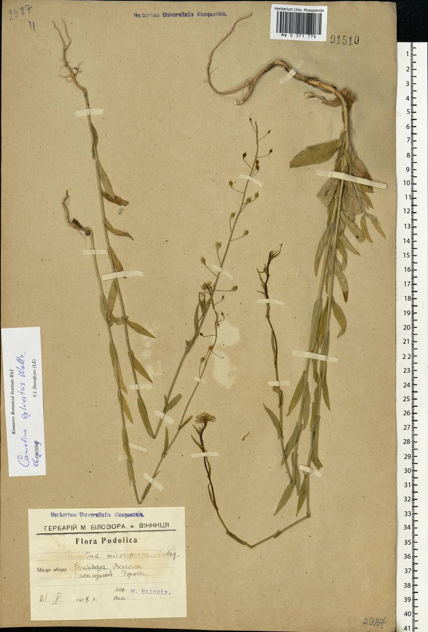 Camelina microcarpa subsp. pilosa (DC.) Jáv., Восточная Европа, Южно-Украинский район (E12) (Украина)