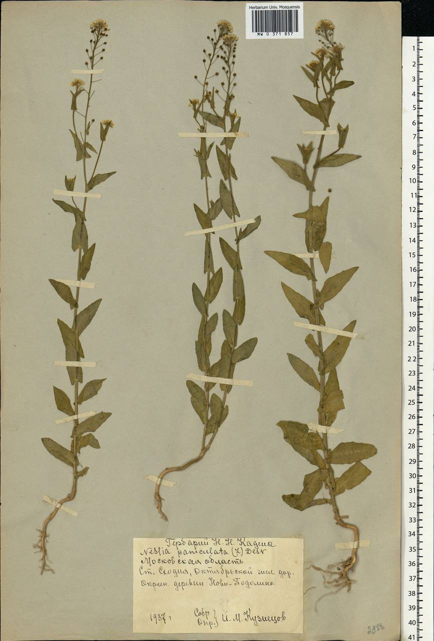 Неслия метельчатая – Neslia paniculata (l.) desv. Рисунок