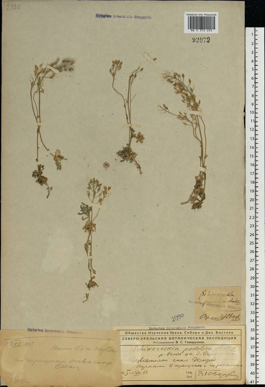 Draba hyperborea (L.) Desv., Восточная Европа, Северный район (E1) (Россия)