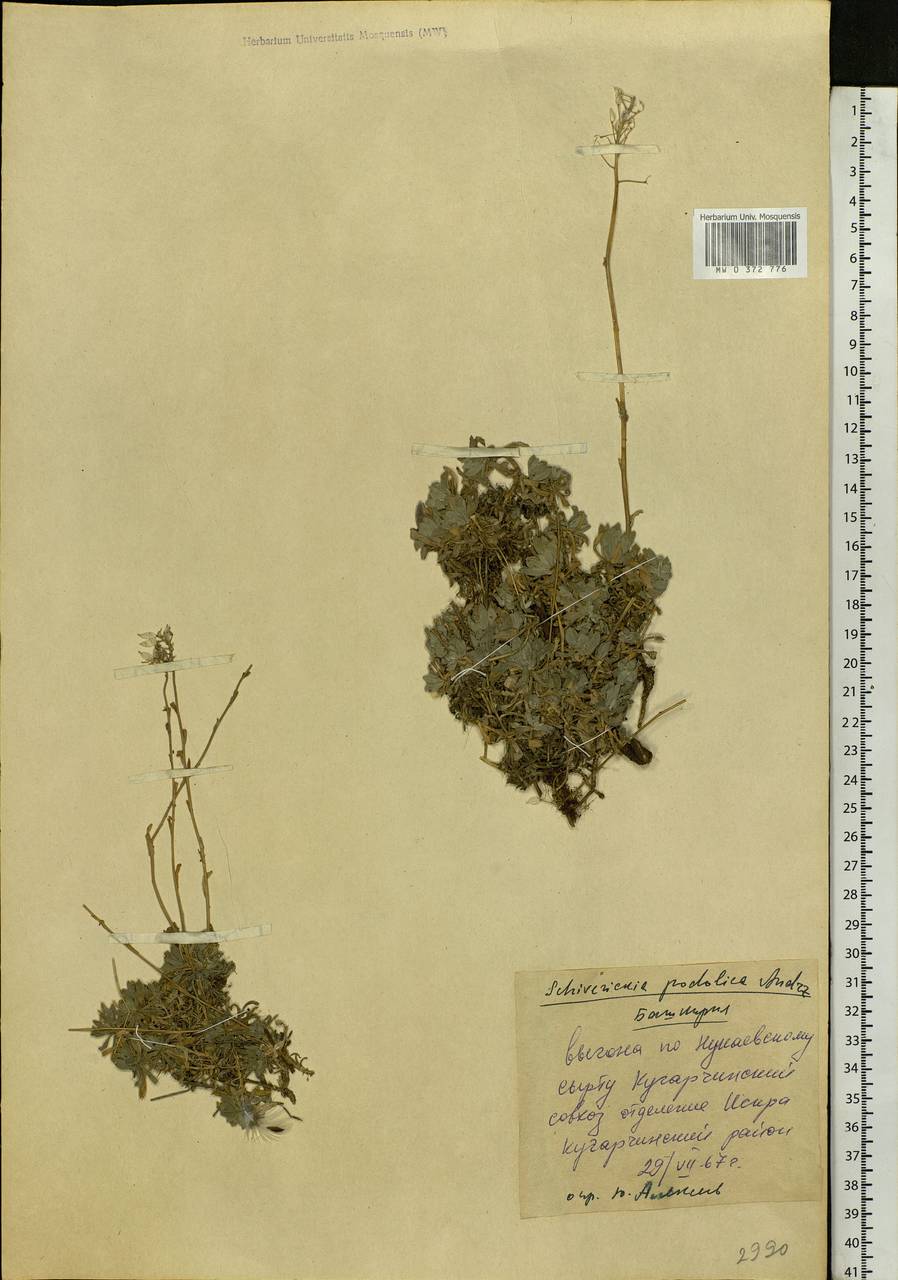 Draba hyperborea (L.) Desv., Восточная Европа, Восточный район (E10) (Россия)