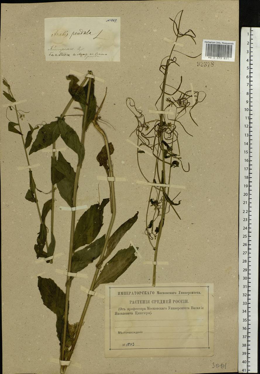 Catolobus pendulus (L.) Al-Shehbaz, Восточная Европа, Центральный лесной район (E5) (Россия)
