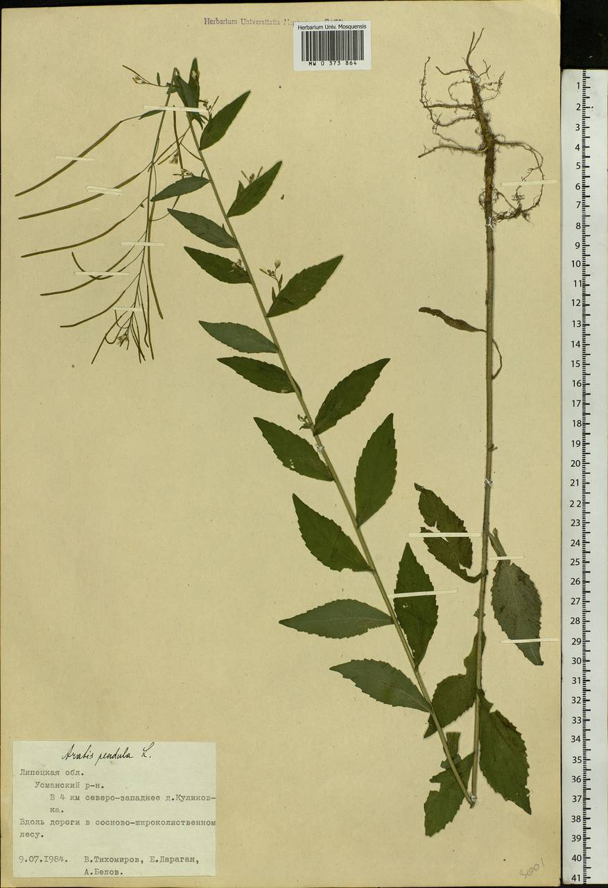Catolobus pendulus (L.) Al-Shehbaz, Восточная Европа, Центральный лесостепной район (E6) (Россия)