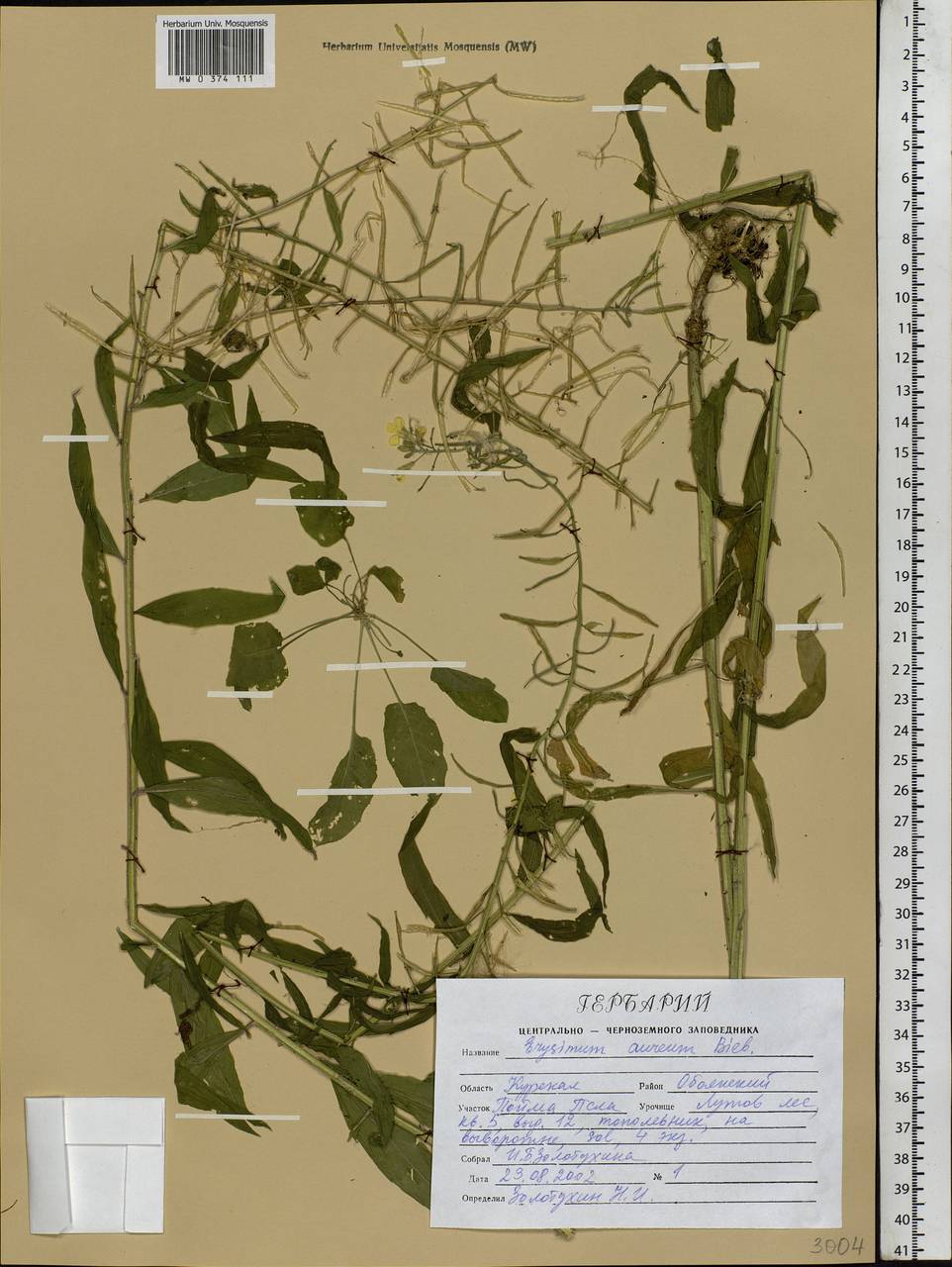 Желтушник золотистый M.Bieb., Восточная Европа, Центральный лесостепной район (E6) (Россия)