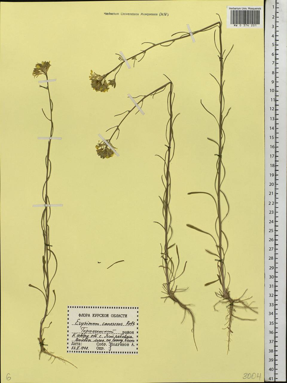 Желтушник сероватый, Желтушник серый Roth, Восточная Европа, Центральный лесостепной район (E6) (Россия)