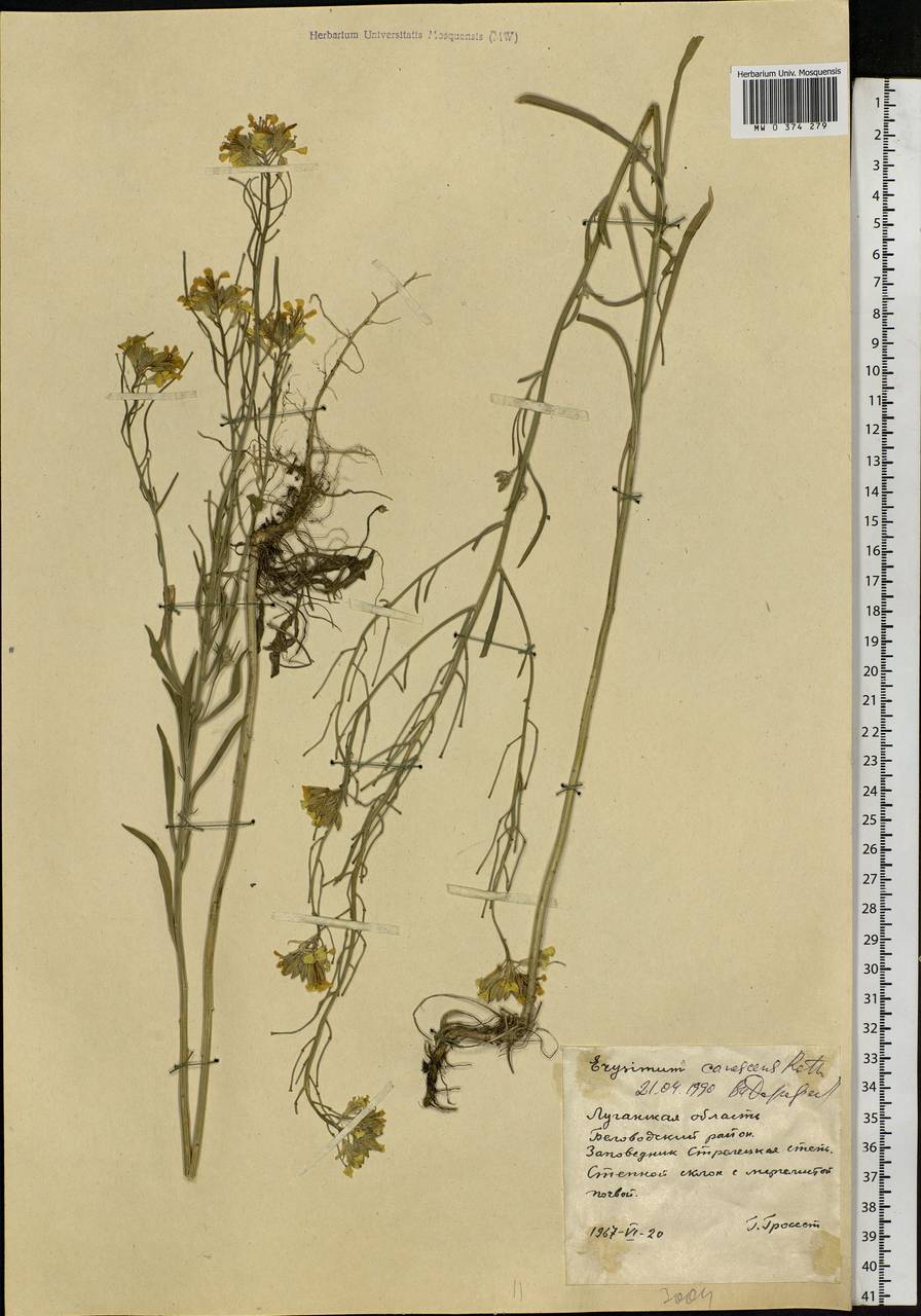 Желтушник седеющий - Erysimum canescens - Описание таксона - Плантариум