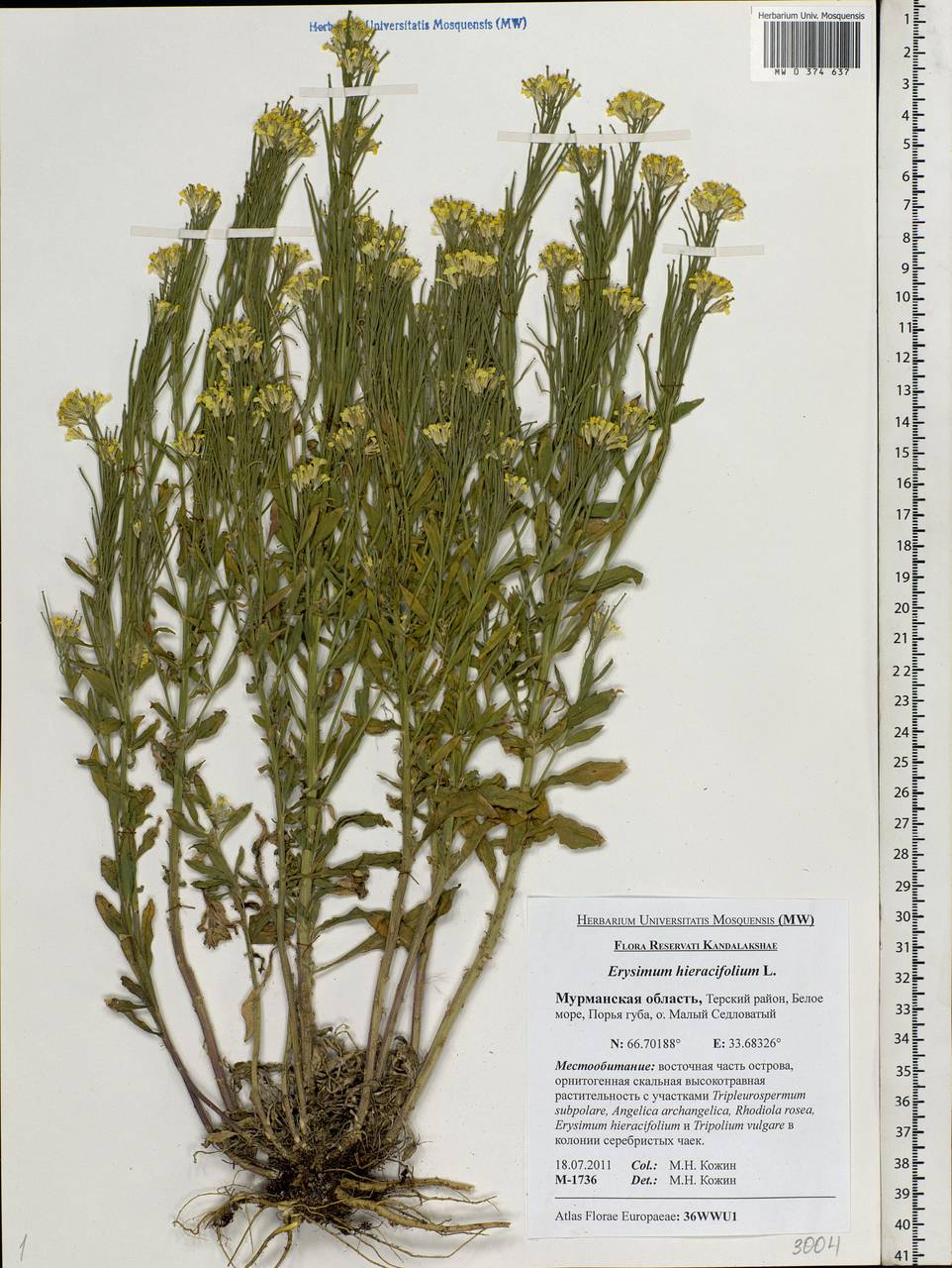 Трава желтушник серый фото и описание