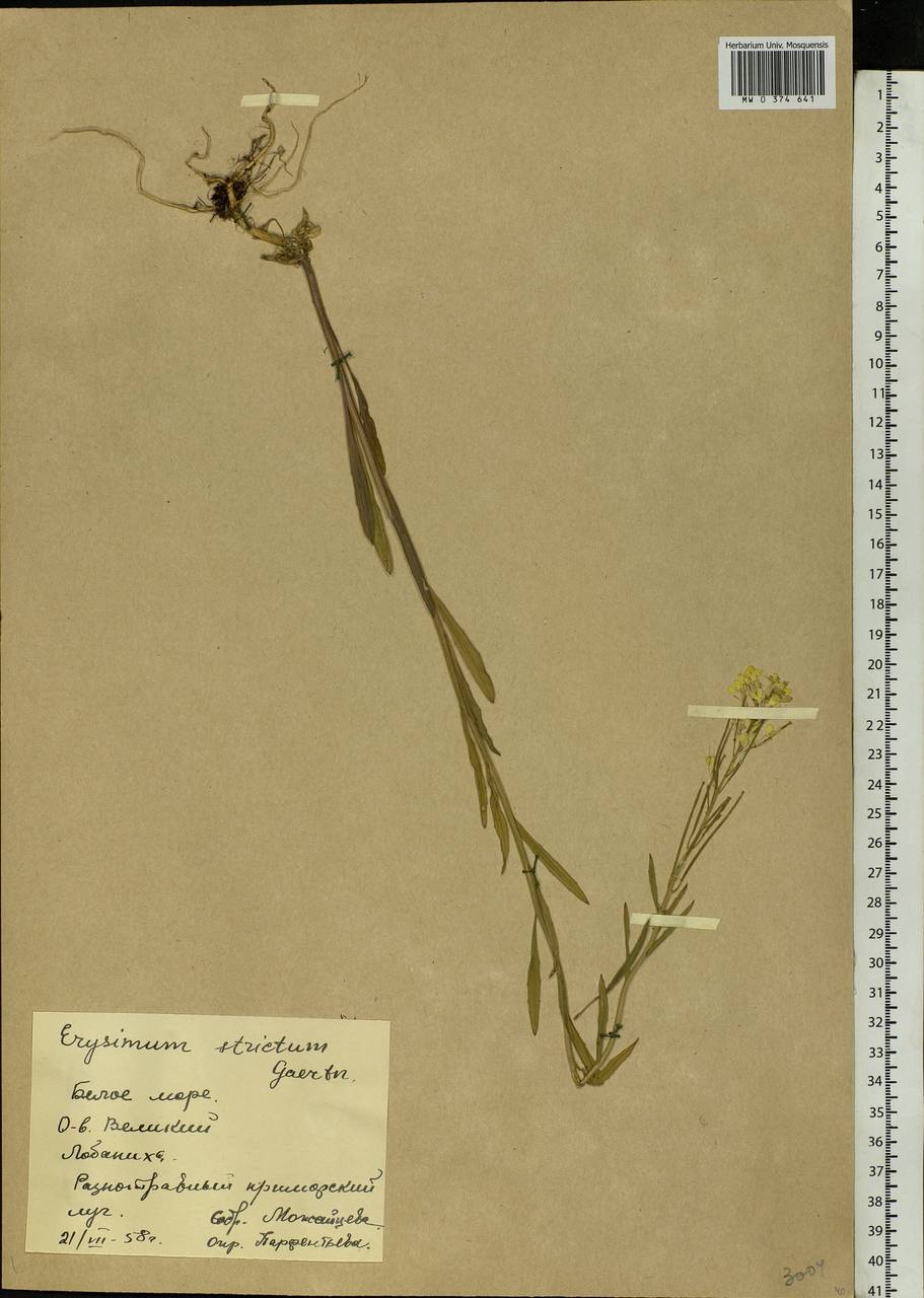 Желтушник ястребинколистный L., Восточная Европа, Северный район (E1) (Россия)