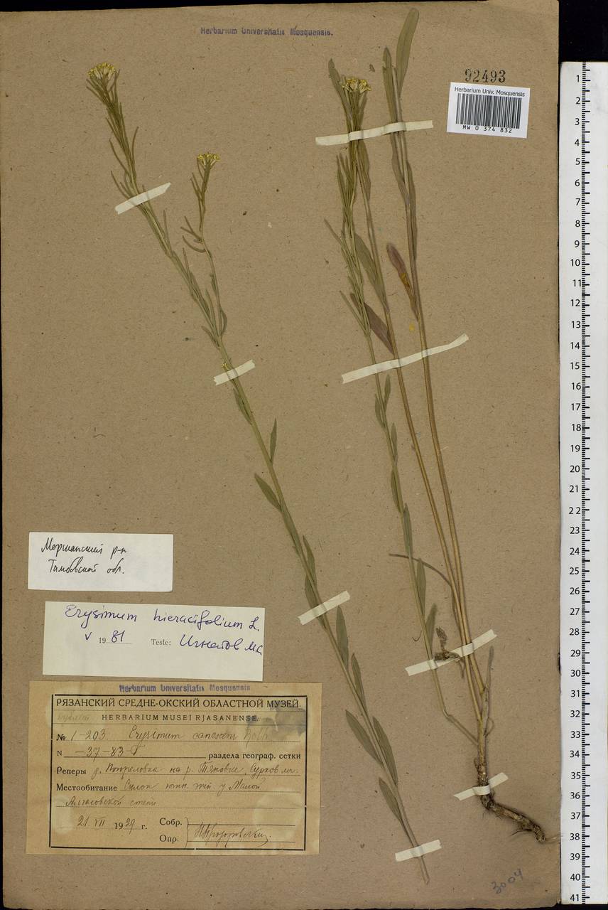 Желтушник душистый Ehrh., Восточная Европа, Центральный лесостепной район (E6) (Россия)