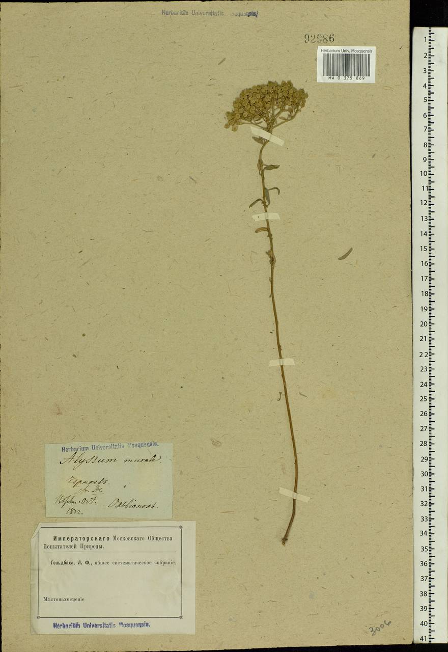 Odontarrhena muralis (Waldst. & Kit.) Endl., Восточная Европа, Южно-Украинский район (E12) (Украина)