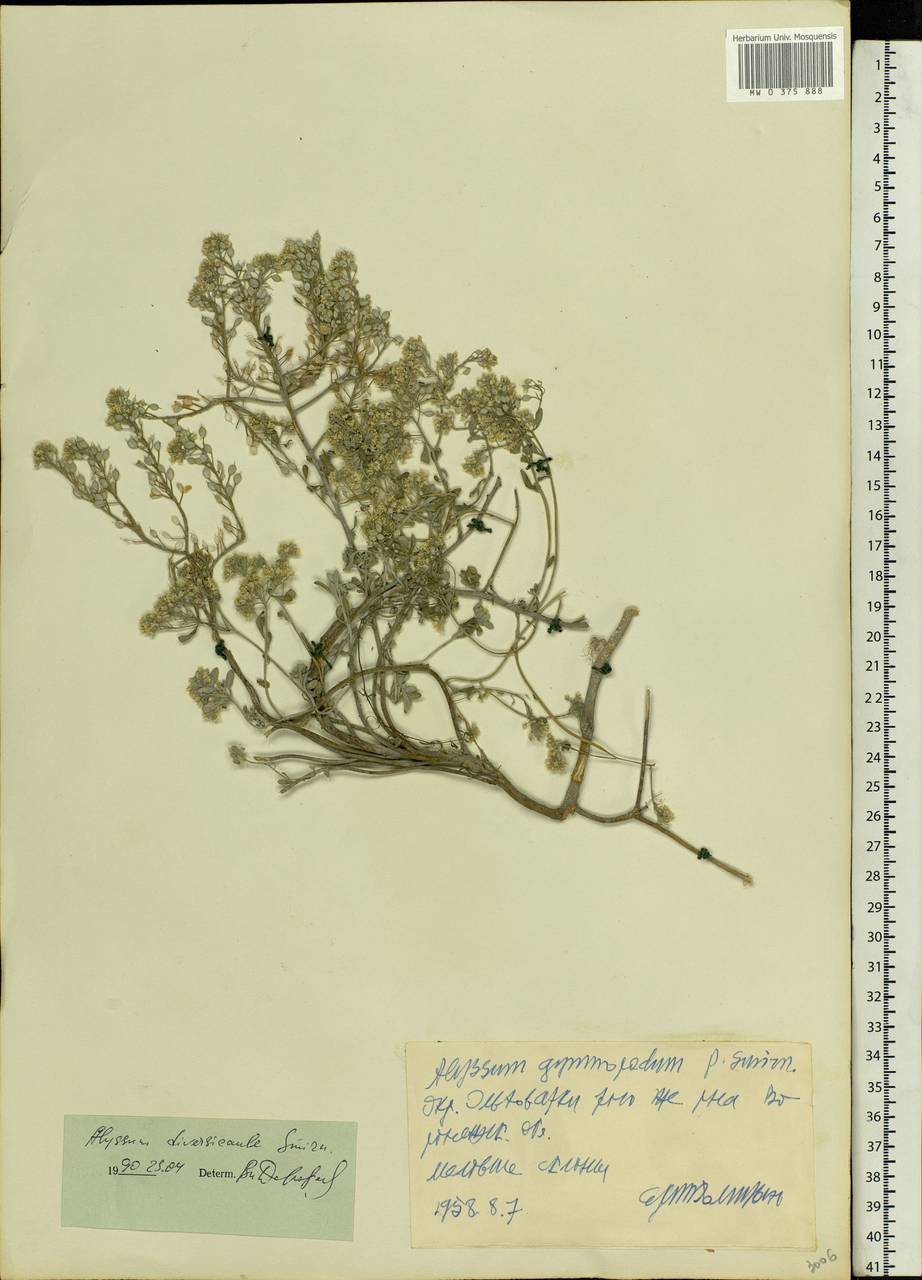 Odontarrhena tortuosa (Waldst. & Kit. ex Willd.) C.A.Mey., Восточная Европа, Центральный лесостепной район (E6) (Россия)