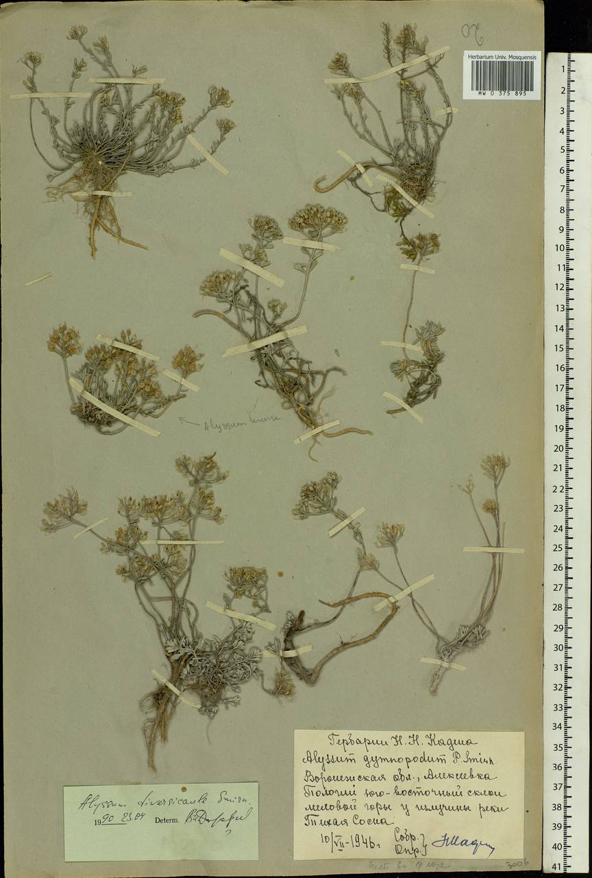 Odontarrhena tortuosa subsp. tortuosa, Восточная Европа, Центральный лесостепной район (E6) (Россия)
