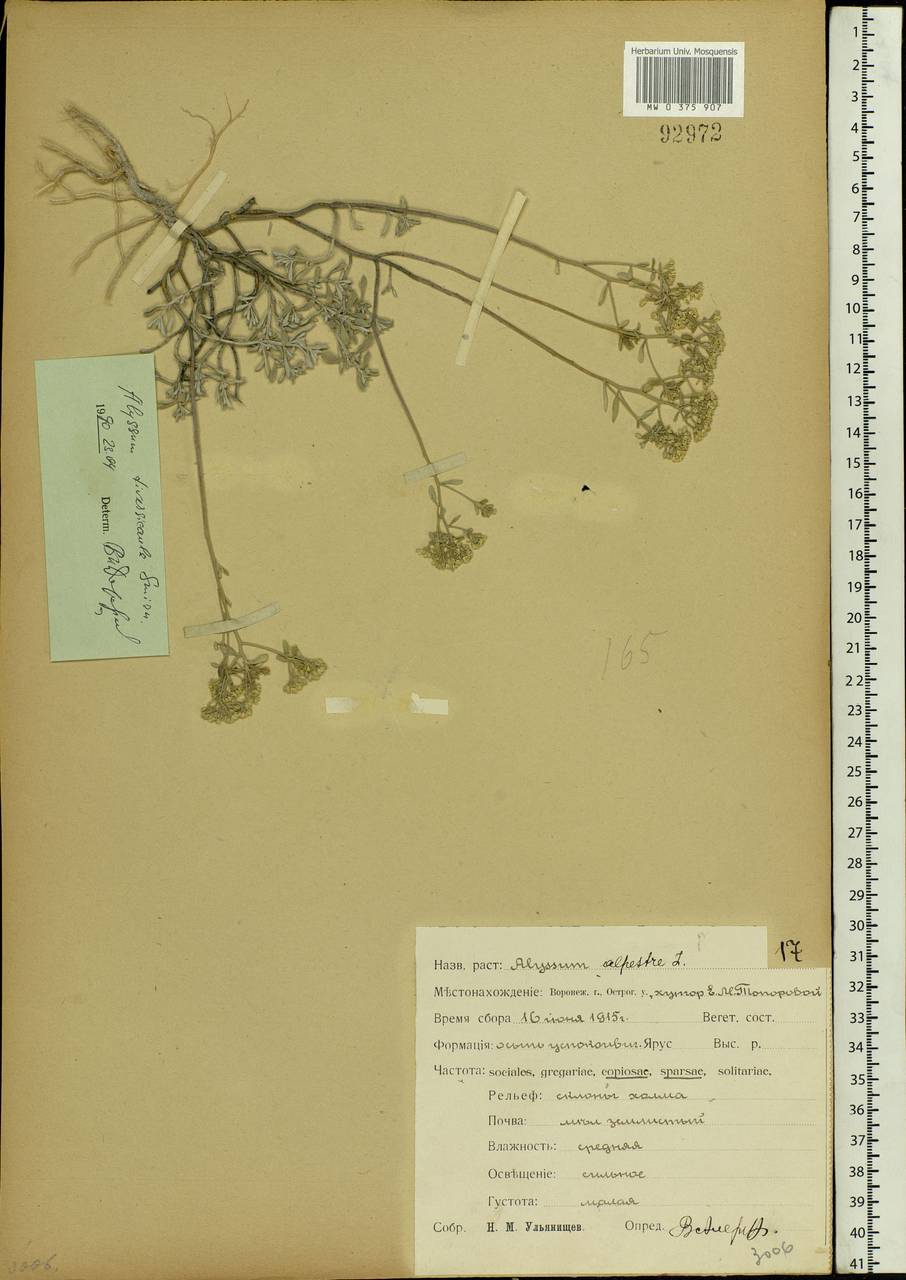 Odontarrhena tortuosa subsp. tortuosa, Восточная Европа, Центральный лесостепной район (E6) (Россия)