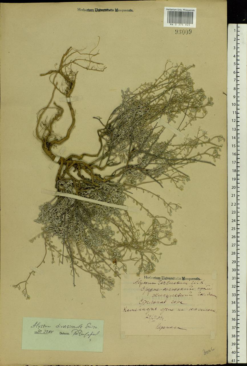 Odontarrhena tortuosa (Waldst. & Kit. ex Willd.) C.A.Mey., Восточная Европа, Средневолжский район (E8) (Россия)