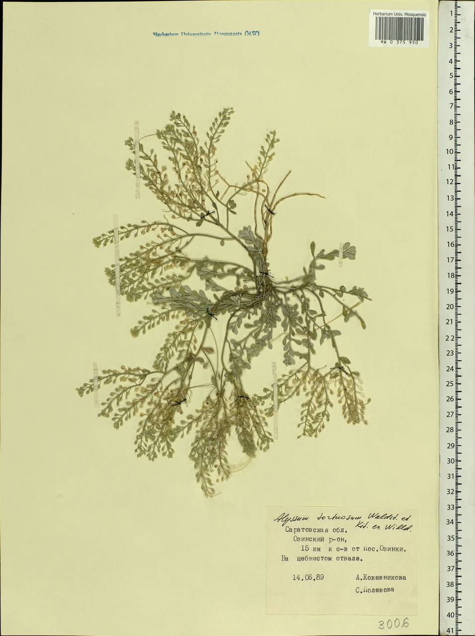 Odontarrhena tortuosa (Waldst. & Kit. ex Willd.) C.A.Mey., Восточная Европа, Нижневолжский район (E9) (Россия)