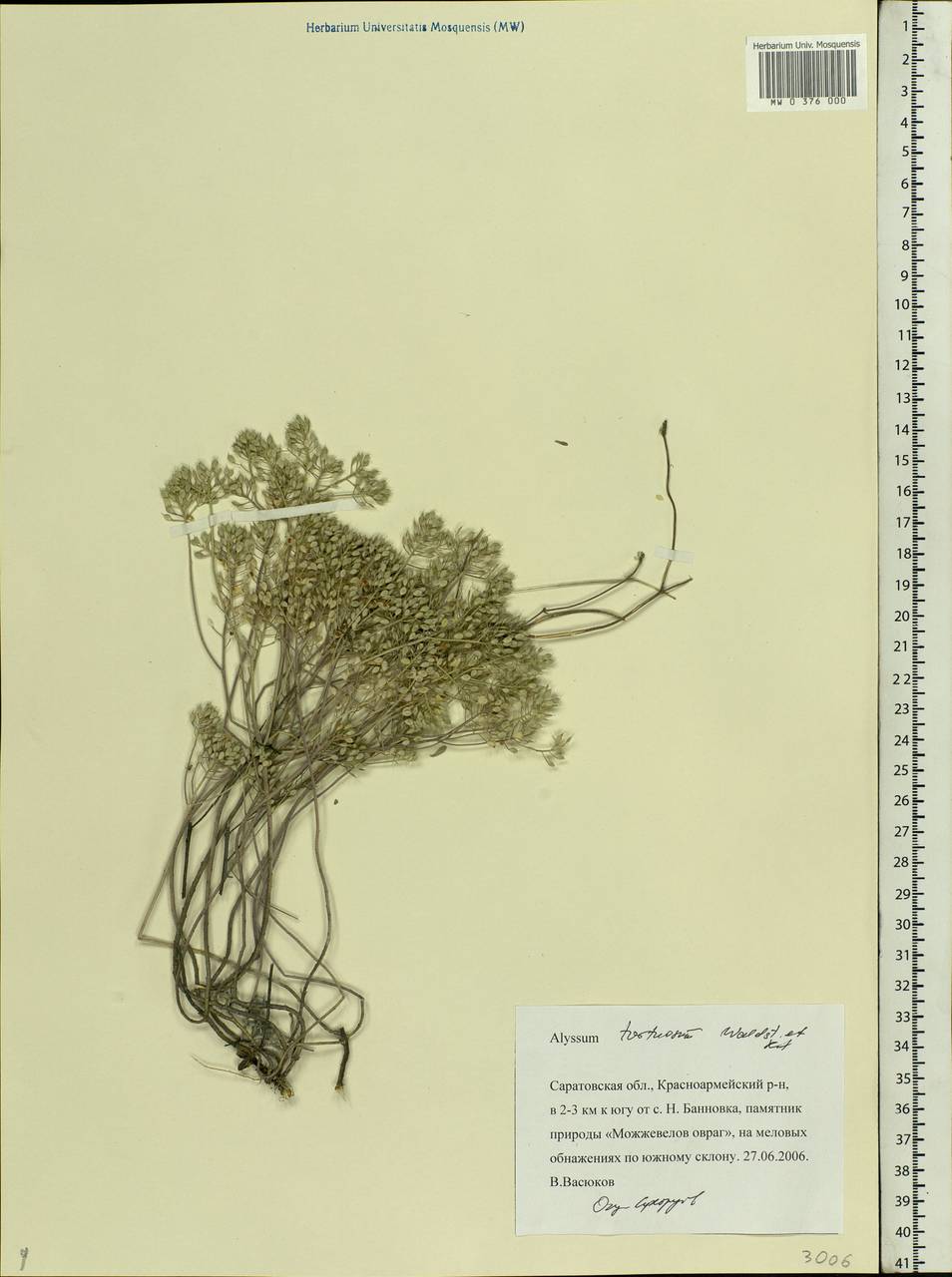 Odontarrhena tortuosa (Waldst. & Kit. ex Willd.) C.A.Mey., Восточная Европа, Нижневолжский район (E9) (Россия)