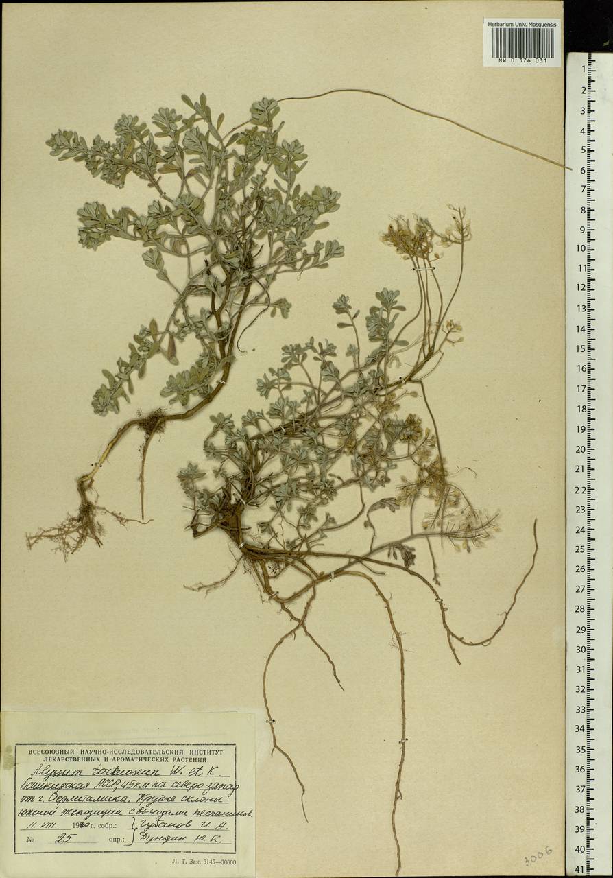 Odontarrhena tortuosa (Waldst. & Kit. ex Willd.) C.A.Mey., Восточная Европа, Восточный район (E10) (Россия)