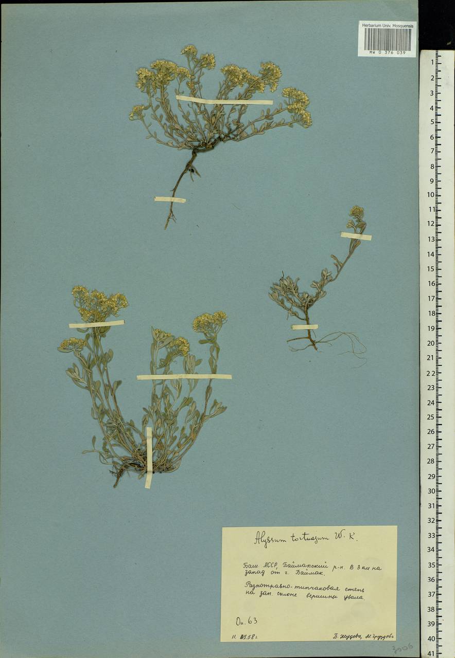 Odontarrhena tortuosa (Waldst. & Kit. ex Willd.) C.A.Mey., Восточная Европа, Восточный район (E10) (Россия)
