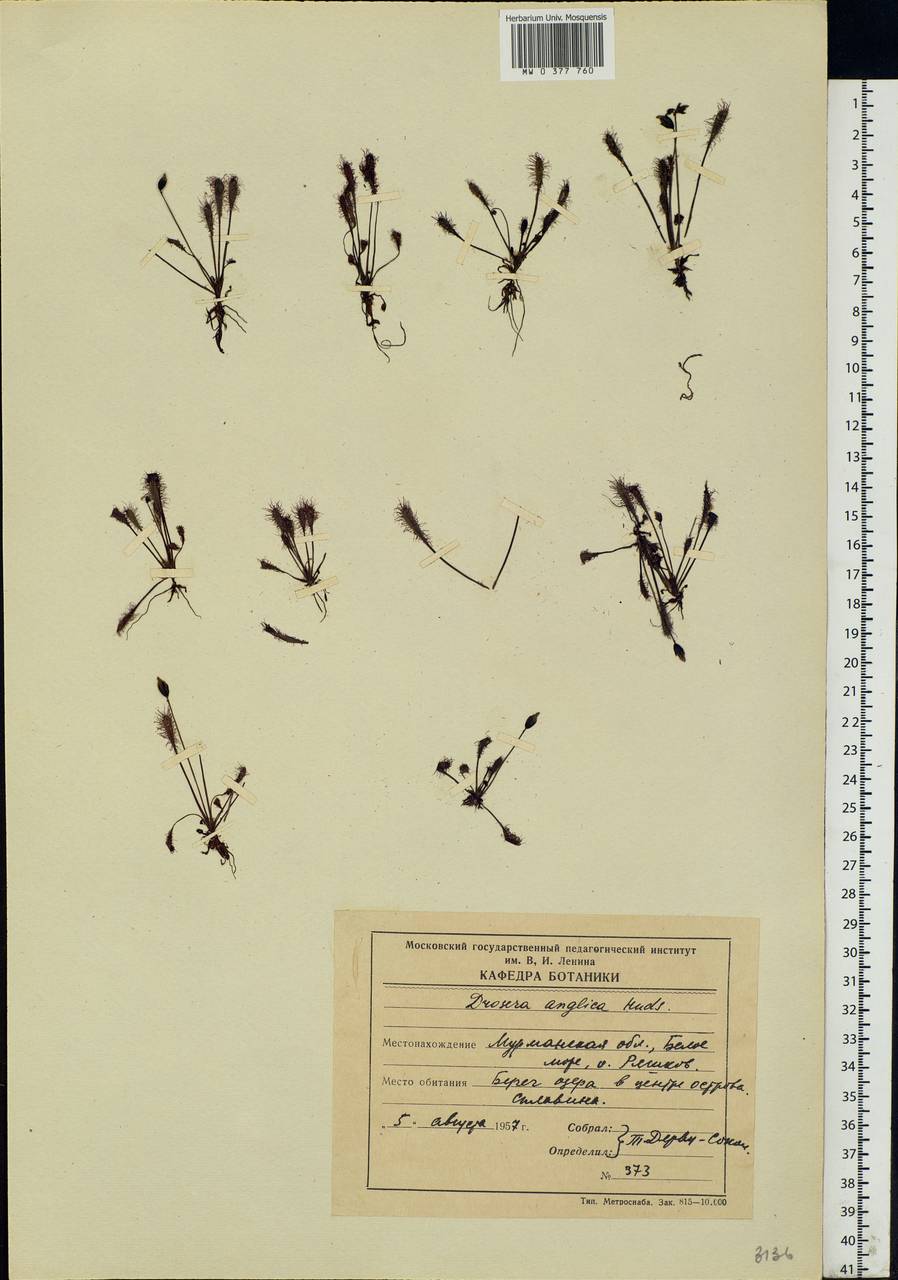 Drosera ×anglica Huds., Восточная Европа, Северный район (E1) (Россия)