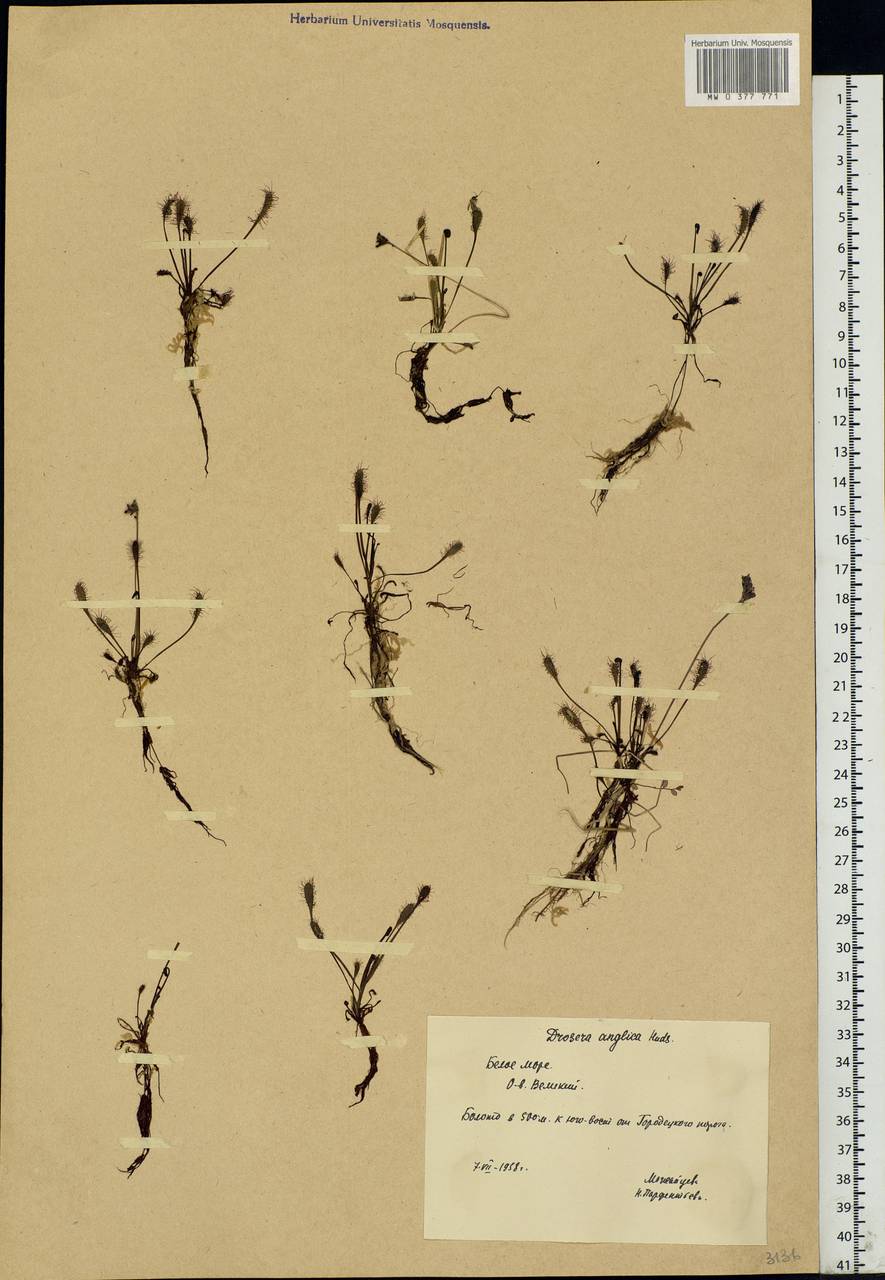 Drosera × anglica Huds., Восточная Европа, Северный район (E1) (Россия)